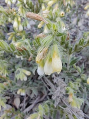 Onosma aucheriana