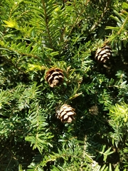 Tsuga canadensis