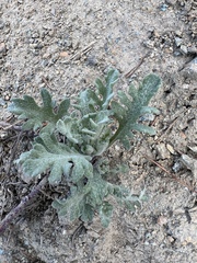 Chaenactis thompsonii