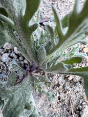 Chaenactis thompsonii