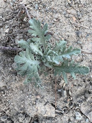 Chaenactis thompsonii