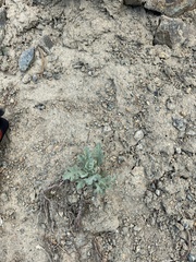 Chaenactis thompsonii