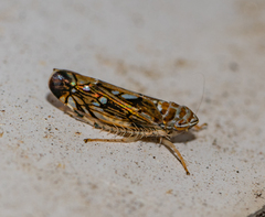 Scaphoideus titanus