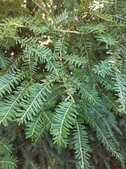 Tsuga canadensis