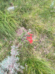 Epilobium canum angustifolium