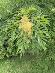 Filipendula rubra