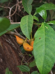 Tabernaemontana alternifolia