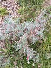 Epilobium canum angustifolium
