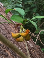 Tabernaemontana alternifolia