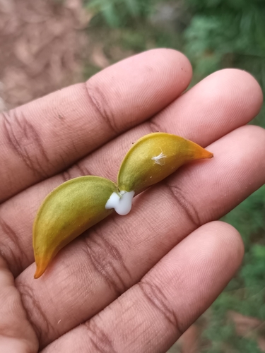 Image of Tabernaemontana alternifolia by (c) Pranav Chandra Bose, some rights reserved (CC BY)