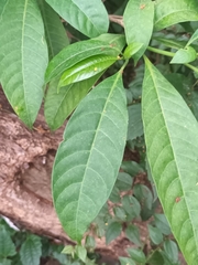 Tabernaemontana alternifolia