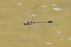 Macromia