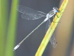 Lestes disjunctus