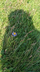 Tripolium pannonicum