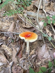 Amanita erythrocephala