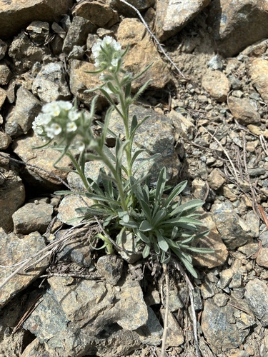 Image of Oreocarya thompsonii by no rights reserved