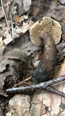 Sarcodon atroviridis