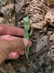Platanthera blephariglottis