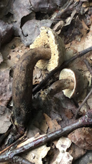 Sarcodon atroviridis