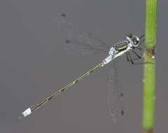 Lestes disjunctus