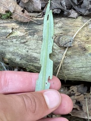Platanthera blephariglottis
