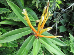 Heliconia longiflora
