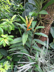 Heliconia longiflora