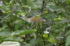 Cyanomitra verticalis image