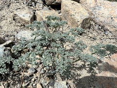 Lomatium cuspidatum