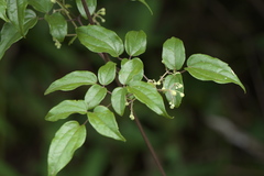 Clematis gouriana