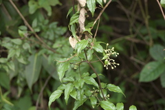 Clematis gouriana