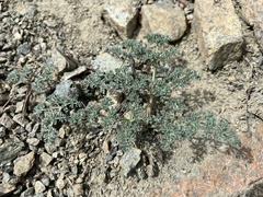 Lomatium cuspidatum