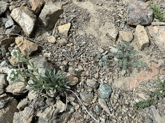 Lomatium cuspidatum
