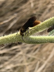 Sphaeropthalma marpesia