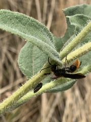Sphaeropthalma marpesia