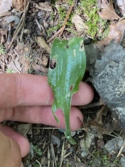 Platanthera blephariglottis