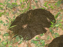 Ptychadena mascareniensis