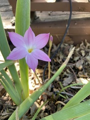 Zephyranthes robusta