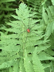 Leiobunum calcar