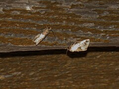 Maliattha synochitis