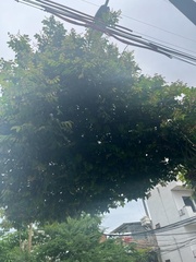 Averrhoa carambola