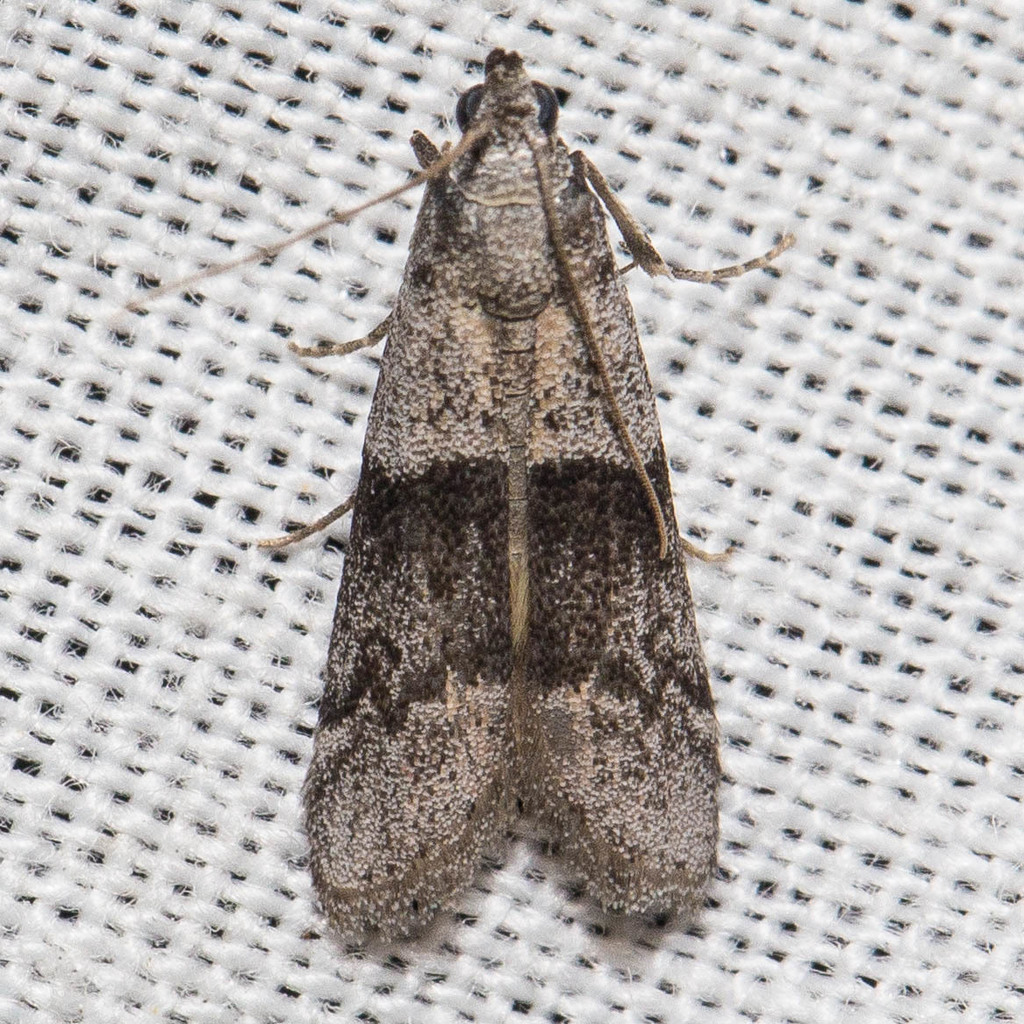 Vitula insula