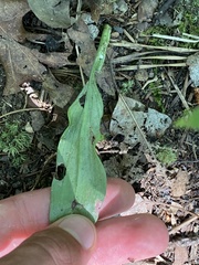 Platanthera blephariglottis