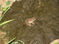 Ptychadena mascareniensis