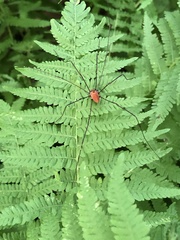Leiobunum calcar