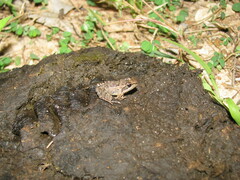 Ptychadena mascareniensis