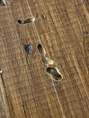 Insecta