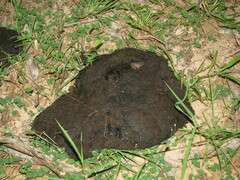 Ptychadena mascareniensis