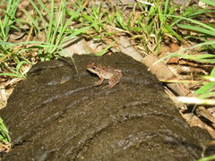 Ptychadena mascareniensis