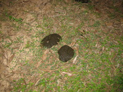 Ptychadena mascareniensis